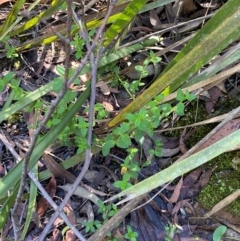 Gonocarpus teucrioides at Morton National Park - 3 Mar 2024