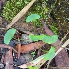 Viola hederacea (Ivy-leaved Violet) at Robertson, NSW - 2 Mar 2024 by Tapirlord