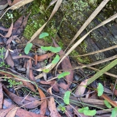 Viola hederacea at Morton National Park - 3 Mar 2024