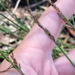 Lepyrodia scariosa (Chaffy Scale-rush) at Robertson, NSW - 2 Mar 2024 by Tapirlord