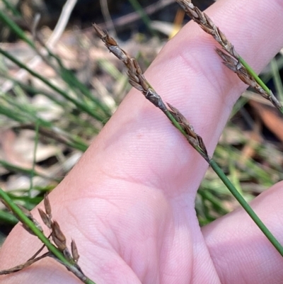 Lepyrodia scariosa (Chaffy Scale-rush) at Robertson - 2 Mar 2024 by Tapirlord