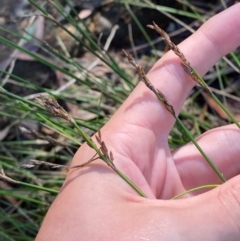 Lepyrodia scariosa at Morton National Park - 3 Mar 2024 10:19 AM