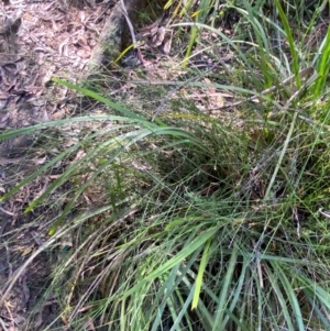 Lepyrodia scariosa at Morton National Park - 3 Mar 2024