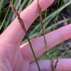 Lepyrodia scariosa at Morton National Park - 3 Mar 2024