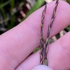 Lepidosperma urophorum (Tailed Rapier-sedge) at Morton National Park - 2 Mar 2024 by Tapirlord