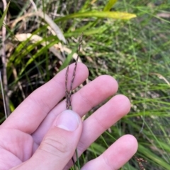 Lepidosperma urophorum at Morton National Park - 3 Mar 2024 10:19 AM