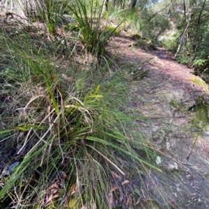 Lepidosperma urophorum at Morton National Park - 3 Mar 2024