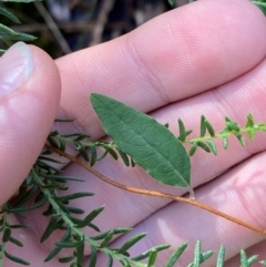 Billardiera mutabilis (Climbing Apple Berry, Apple Berry, Snot Berry, Apple Dumblings, Changeable Flowered Billardiera) at Wingecarribee Local Government Area - 2 Mar 2024 by Tapirlord