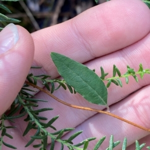 Billardiera mutabilis at Robertson - 3 Mar 2024