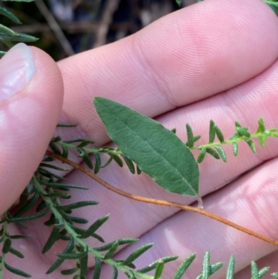 Billardiera mutabilis (Climbing Apple Berry, Apple Berry, Snot Berry, Apple Dumblings, Changeable Flowered Billardiera) at Robertson - 3 Mar 2024 by Tapirlord