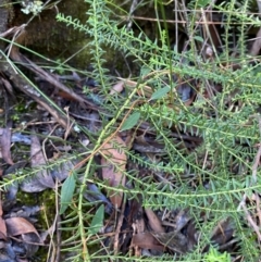 Billardiera mutabilis at Robertson - 3 Mar 2024