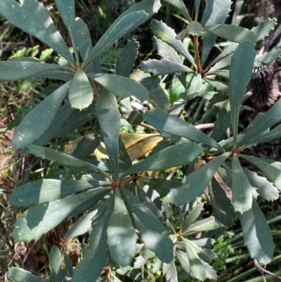 Banksia paludosa subsp. paludosa (Swamp Banksia) at Robertson - 3 Mar 2024 by Tapirlord