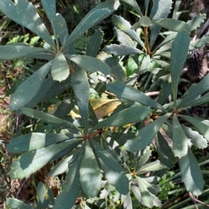 Banksia paludosa subsp. paludosa at suppressed by Tapirlord