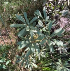 Banksia paludosa subsp. paludosa at Morton National Park - 3 Mar 2024 10:16 AM