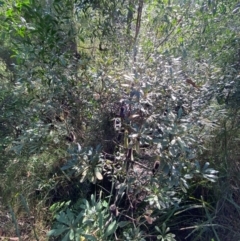 Banksia paludosa subsp. paludosa at Morton National Park - 3 Mar 2024