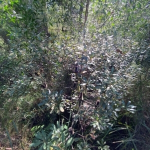 Banksia paludosa subsp. paludosa at Morton National Park - 3 Mar 2024 10:16 AM