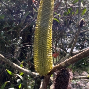 Banksia paludosa subsp. paludosa at Morton National Park - 3 Mar 2024 10:16 AM