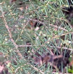 Acacia ulicifolia (Prickly Moses) at Robertson, NSW - 2 Mar 2024 by Tapirlord