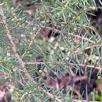 Acacia ulicifolia (Prickly Moses) at Robertson - 2 Mar 2024 by Tapirlord