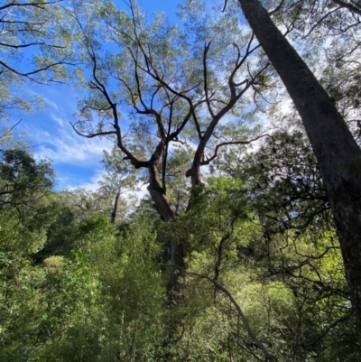Eucalyptus piperita subsp. urceolaris at Wingecarribee Local Government Area - 2 Mar 2024 by Tapirlord
