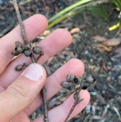 Eucalyptus piperita subsp. urceolaris at Morton National Park - 3 Mar 2024