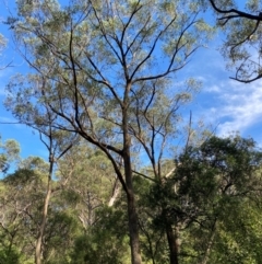Eucalyptus piperita subsp. urceolaris at Morton National Park - 3 Mar 2024 10:15 AM