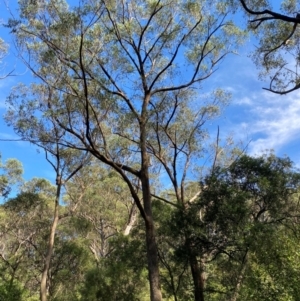 Eucalyptus piperita subsp. urceolaris at Morton National Park - 3 Mar 2024 10:15 AM