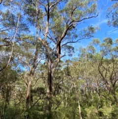 Eucalyptus piperita subsp. urceolaris at Morton National Park - 3 Mar 2024