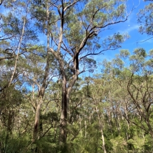 Eucalyptus piperita subsp. urceolaris at Morton National Park - 3 Mar 2024