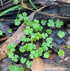 Hydrocotyle tripartita (Pennywort) at Wingecarribee Local Government Area - 2 Mar 2024 by Tapirlord