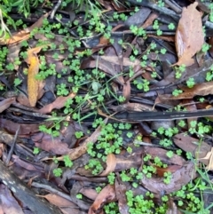 Hydrocotyle tripartita at Robertson - 3 Mar 2024