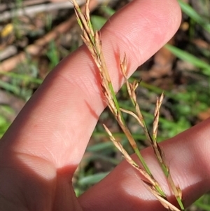 Lepidosperma laterale at Robertson - 3 Mar 2024