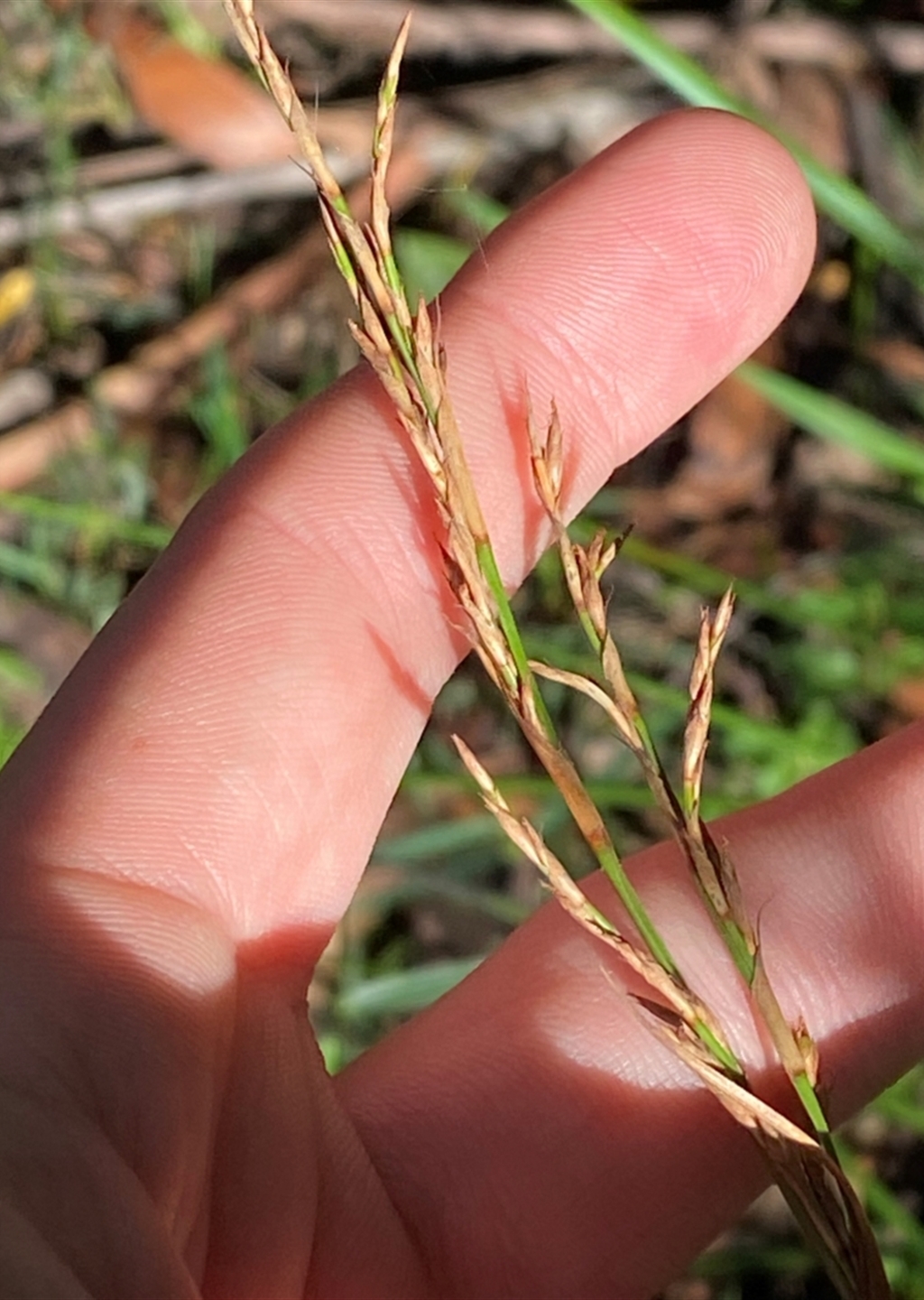 Lepidosperma laterale at Robertson - Southern Highlands