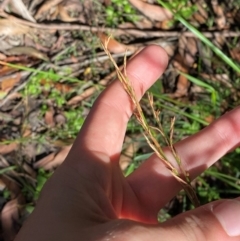 Lepidosperma laterale at Robertson - 3 Mar 2024