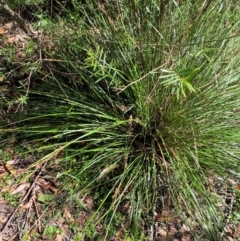 Lepidosperma laterale at Robertson - 3 Mar 2024