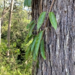 Parsonsia straminea (Common Silkpod) at Robertson, NSW - 2 Mar 2024 by Tapirlord