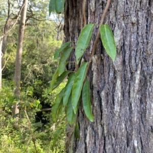 Parsonsia straminea (Common Silkpod) at Robertson by Tapirlord