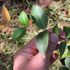 Backhousia myrtifolia (Carrol, Grey Myrtle, Cinnamon Myrtle) at Robertson, NSW - 2 Mar 2024 by Tapirlord