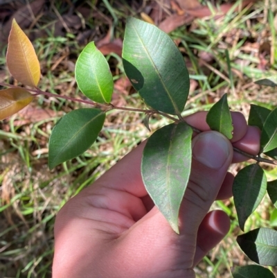 Backhousia myrtifolia (Carrol, Grey Myrtle, Cinnamon Myrtle) at Robertson - 3 Mar 2024 by Tapirlord