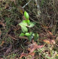 Backhousia myrtifolia at Wingecarribee Local Government Area - 3 Mar 2024 10:12 AM