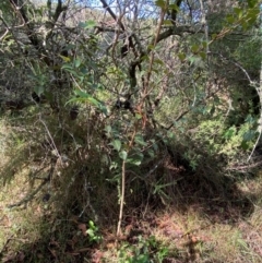 Backhousia myrtifolia at Wingecarribee Local Government Area - 3 Mar 2024