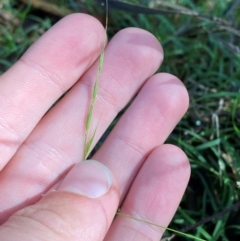 Microlaena stipoides (Weeping Grass) at Robertson - 3 Mar 2024 by Tapirlord