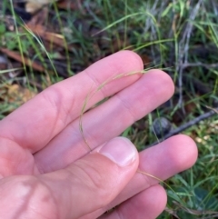 Microlaena stipoides at Robertson - 3 Mar 2024 10:12 AM