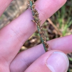 Carex appressa (Tall Sedge) at Robertson, NSW - 2 Mar 2024 by Tapirlord