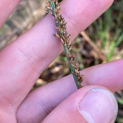 Carex appressa (Tall Sedge) at Robertson - 3 Mar 2024 by Tapirlord