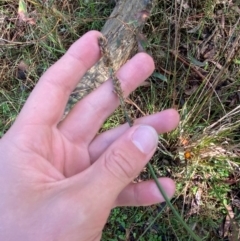 Carex appressa at Robertson - 3 Mar 2024