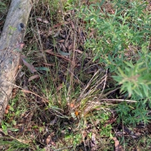 Carex appressa at Robertson - 3 Mar 2024