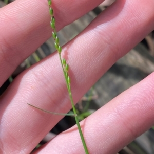 Entolasia stricta at Robertson - 3 Mar 2024