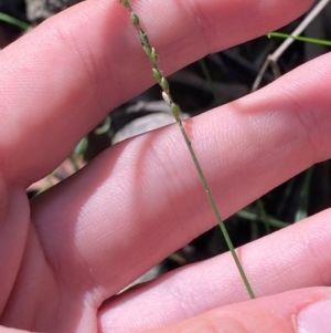 Entolasia stricta at Robertson - 3 Mar 2024