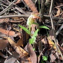 Pterostylis pulchella (Waterfall Greenhood) at Wingecarribee Local Government Area - 2 Mar 2024 by Tapirlord